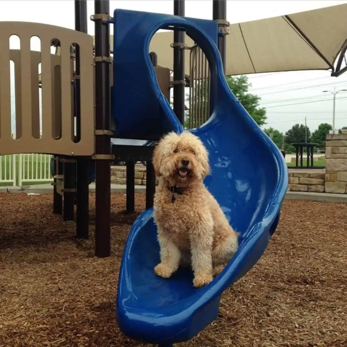 Goldendoodle at the playground