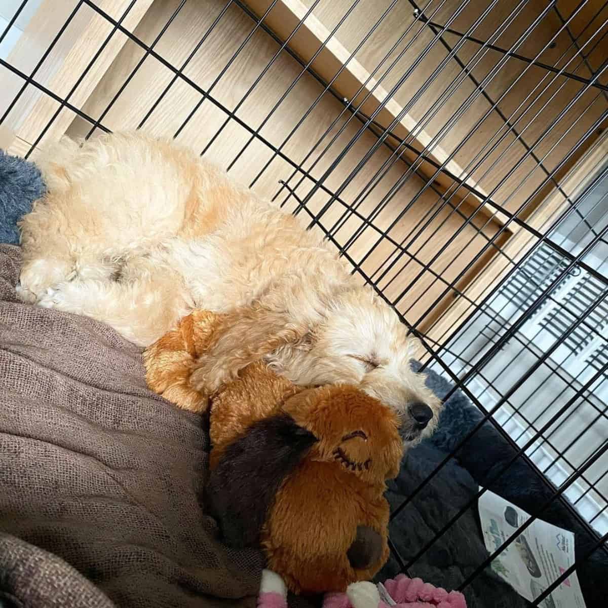 Goldendoodle comfortably sleeping with his toy
