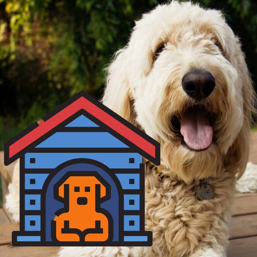 5 Best Dog Crates For A Goldendoodle (Reviews) Oodle Life