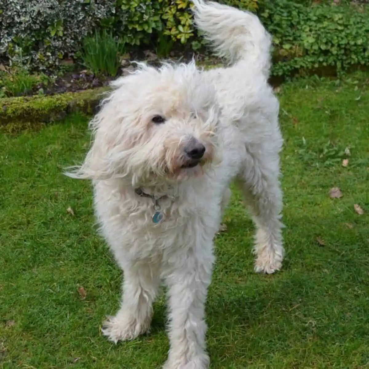 Goldendoodle hair flying away