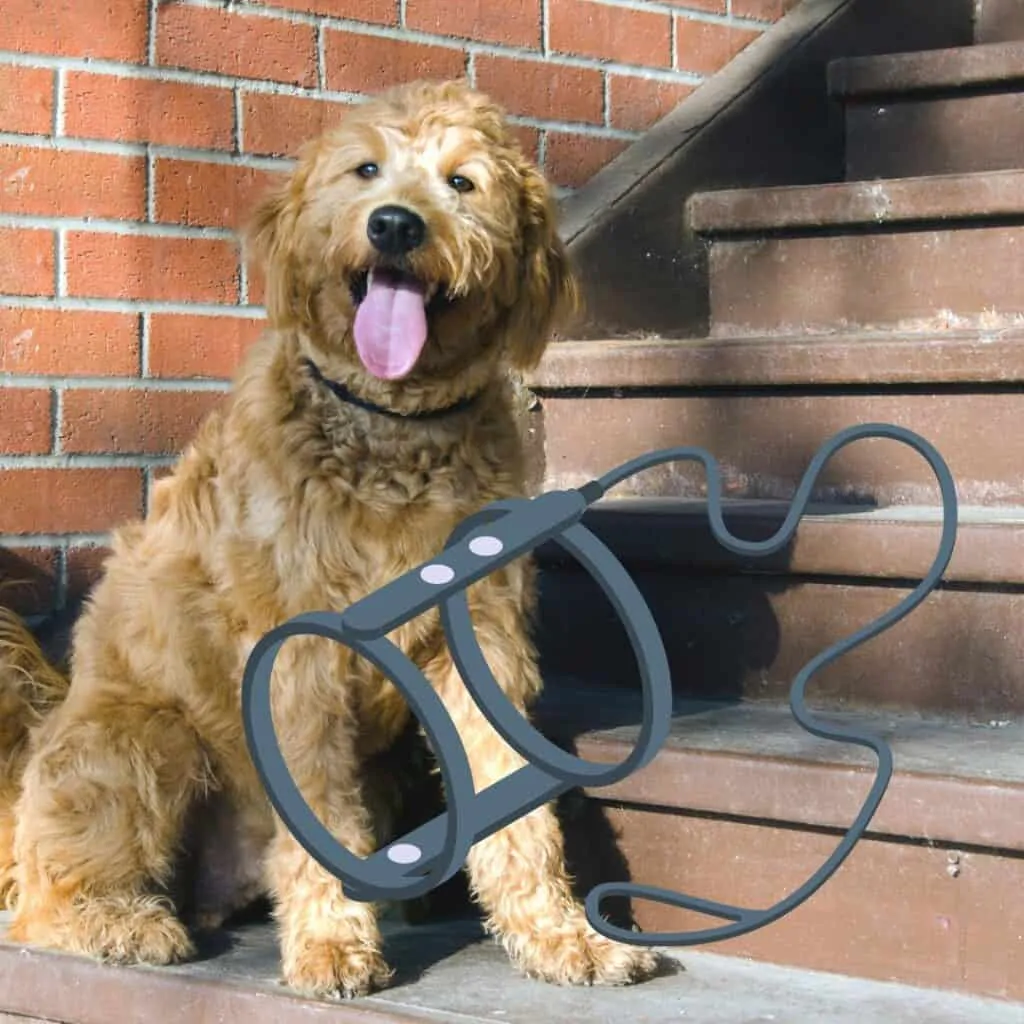 6 Best Dog Harness for Goldendoodles (Our Favorites) 1