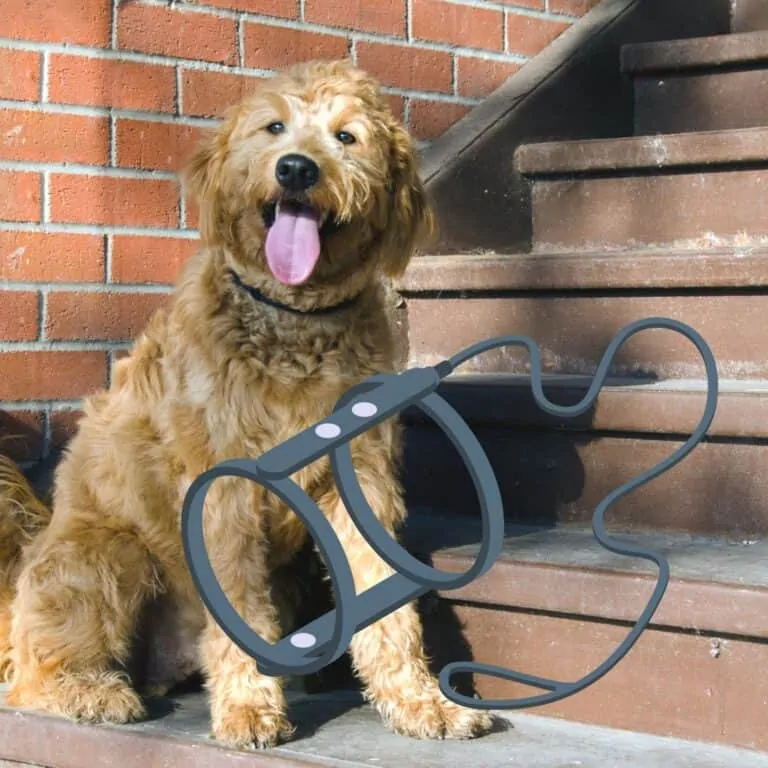 6 Best Dog Harness for Goldendoodles (Our Favorites)