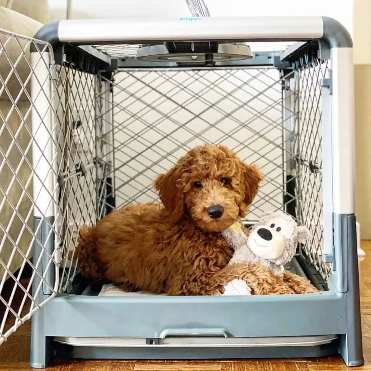 Goldendoodle in crate with toy