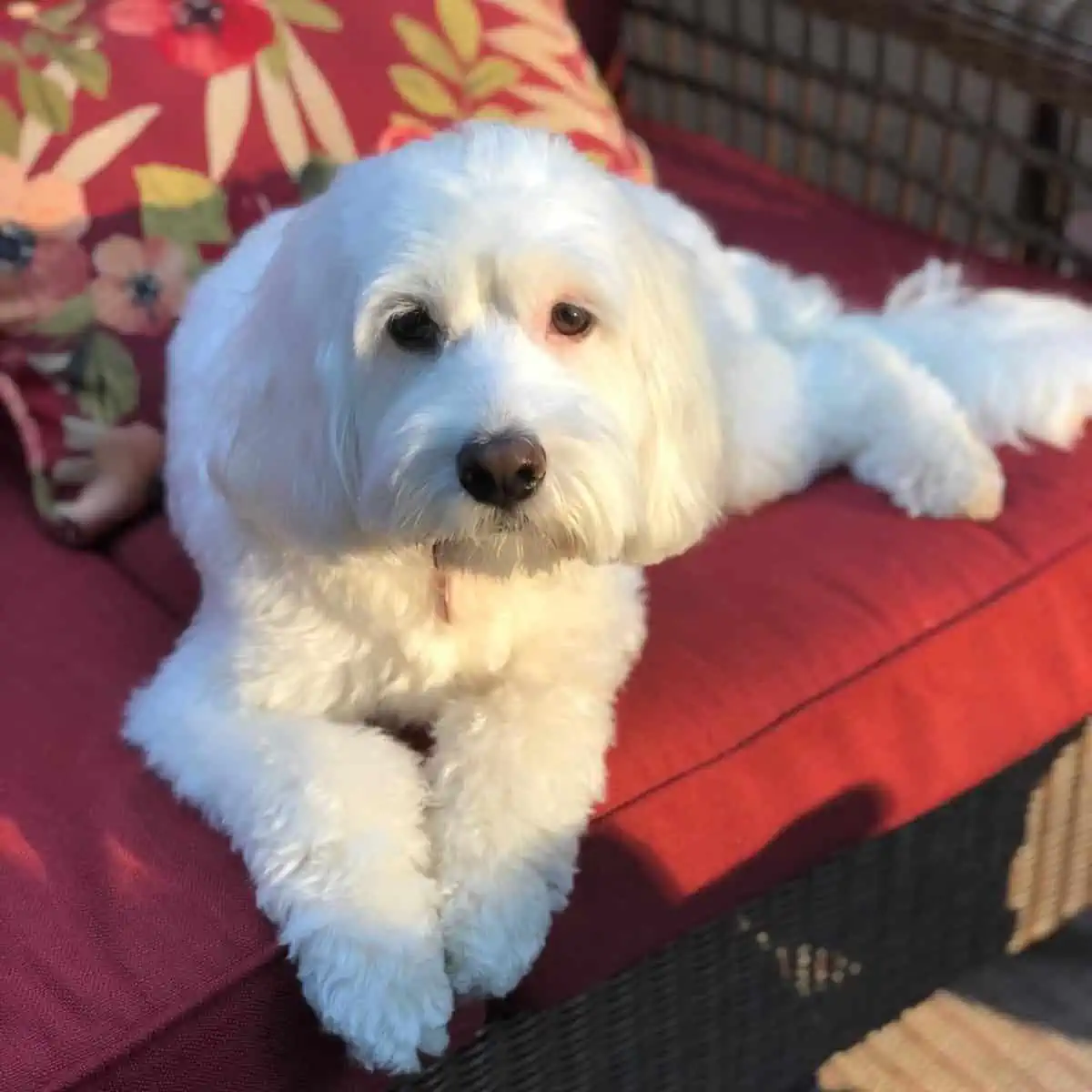 Goldendoodle lounging on a chair