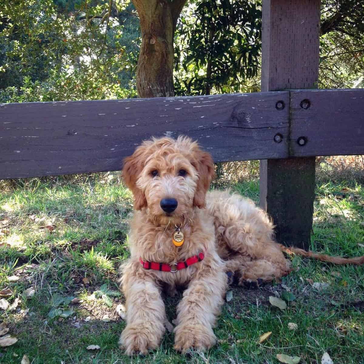 Goldendoodle on the fence