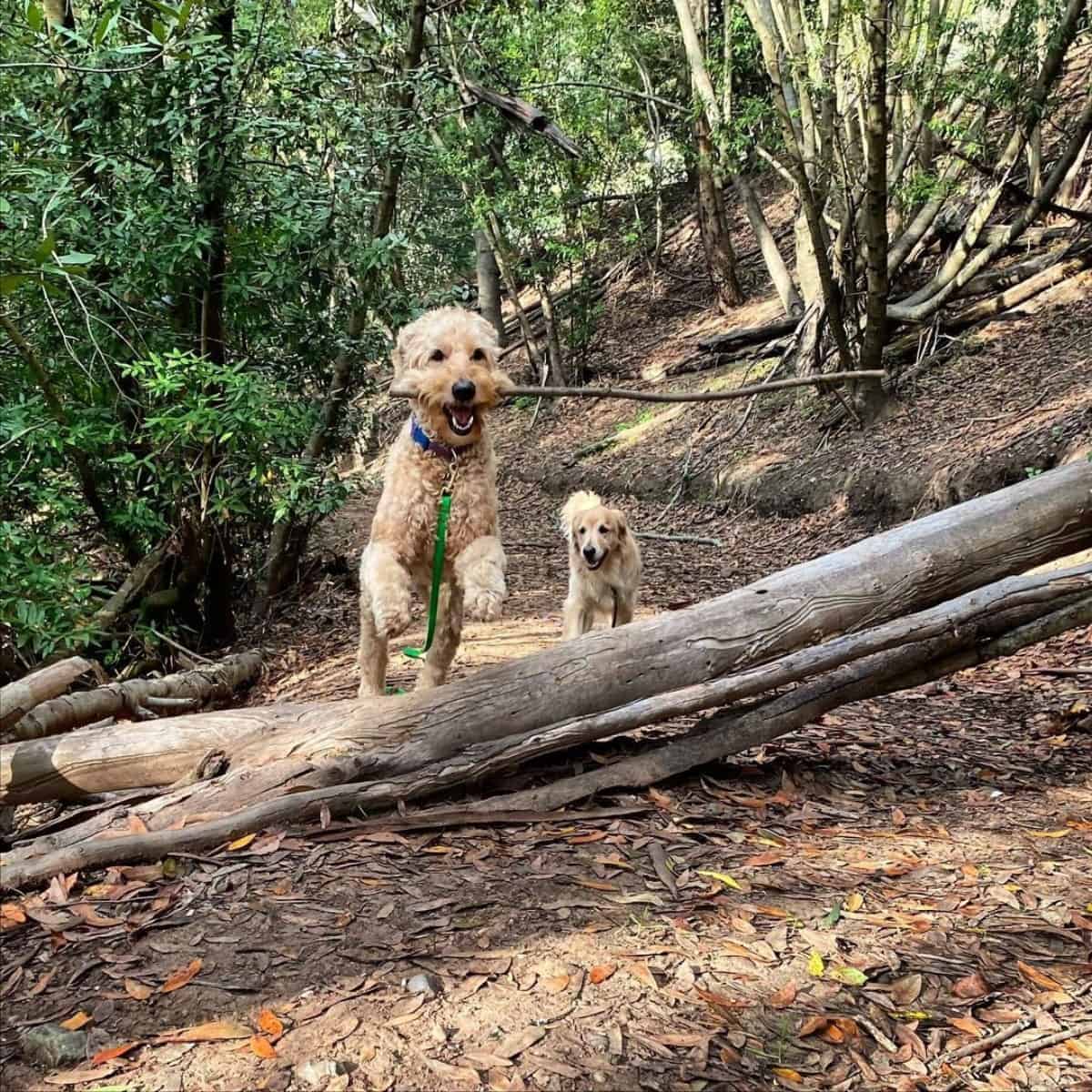 Goldendoodle playing fetch with another dog