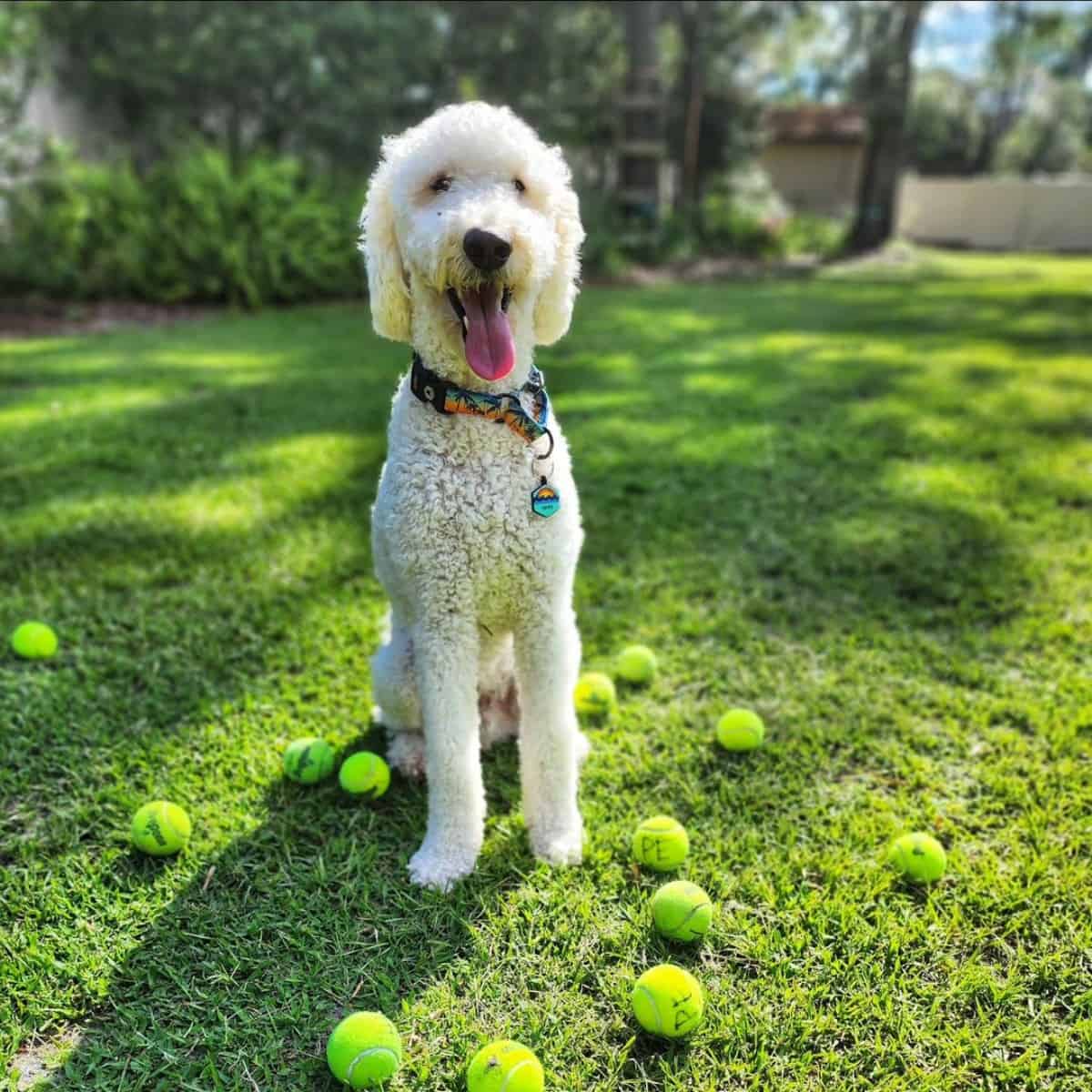 Goldendoodle plays with tennis balls