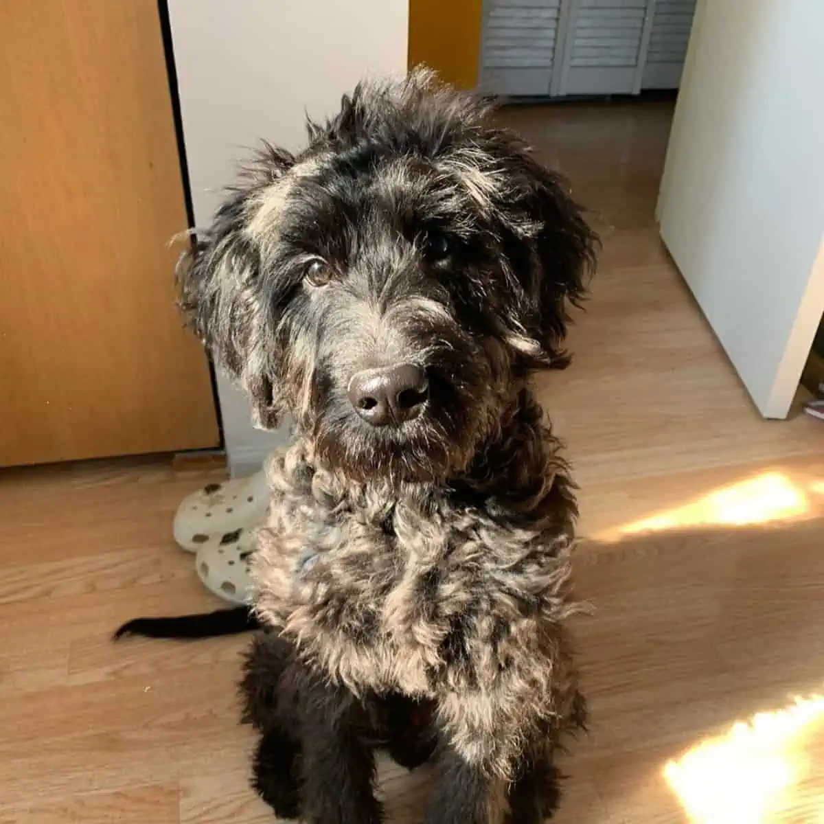 Goldendoodle staring at the owner