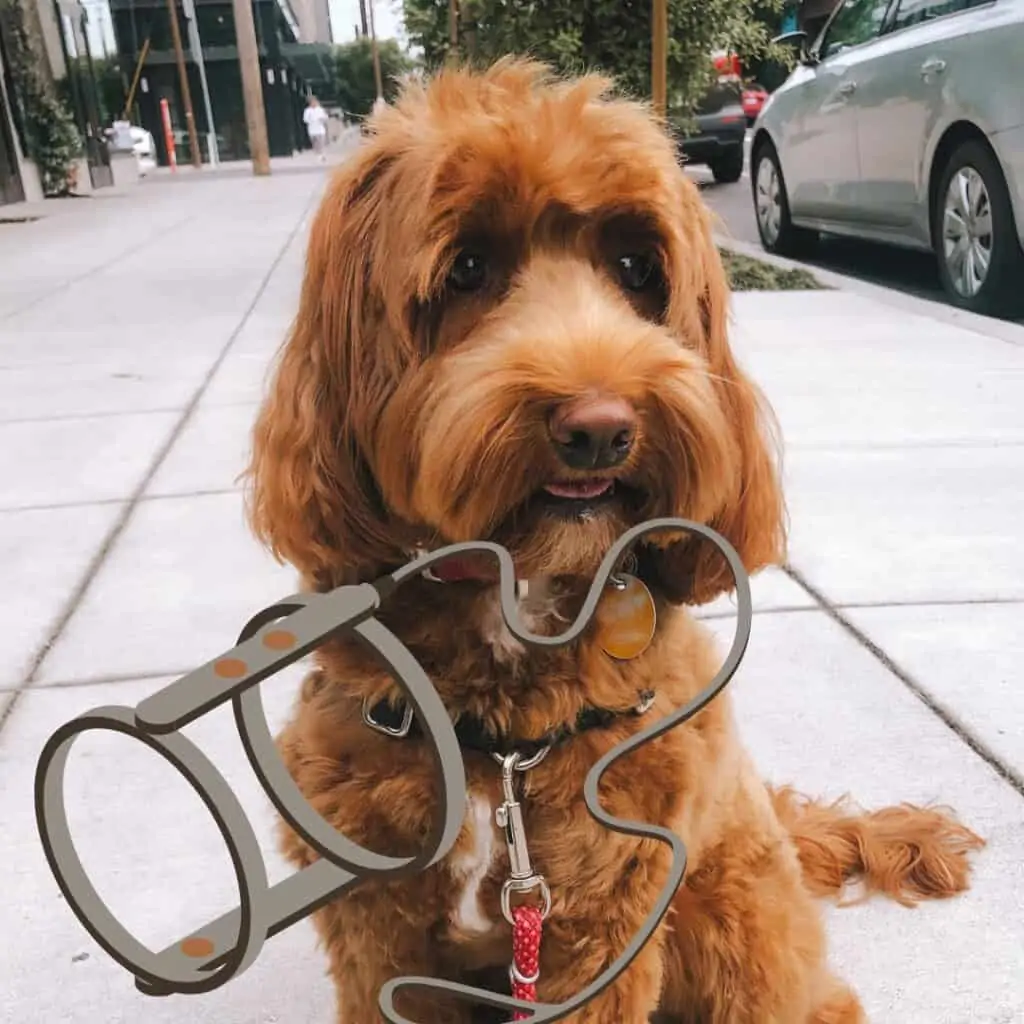 a labradoodle puppy and a dog harness