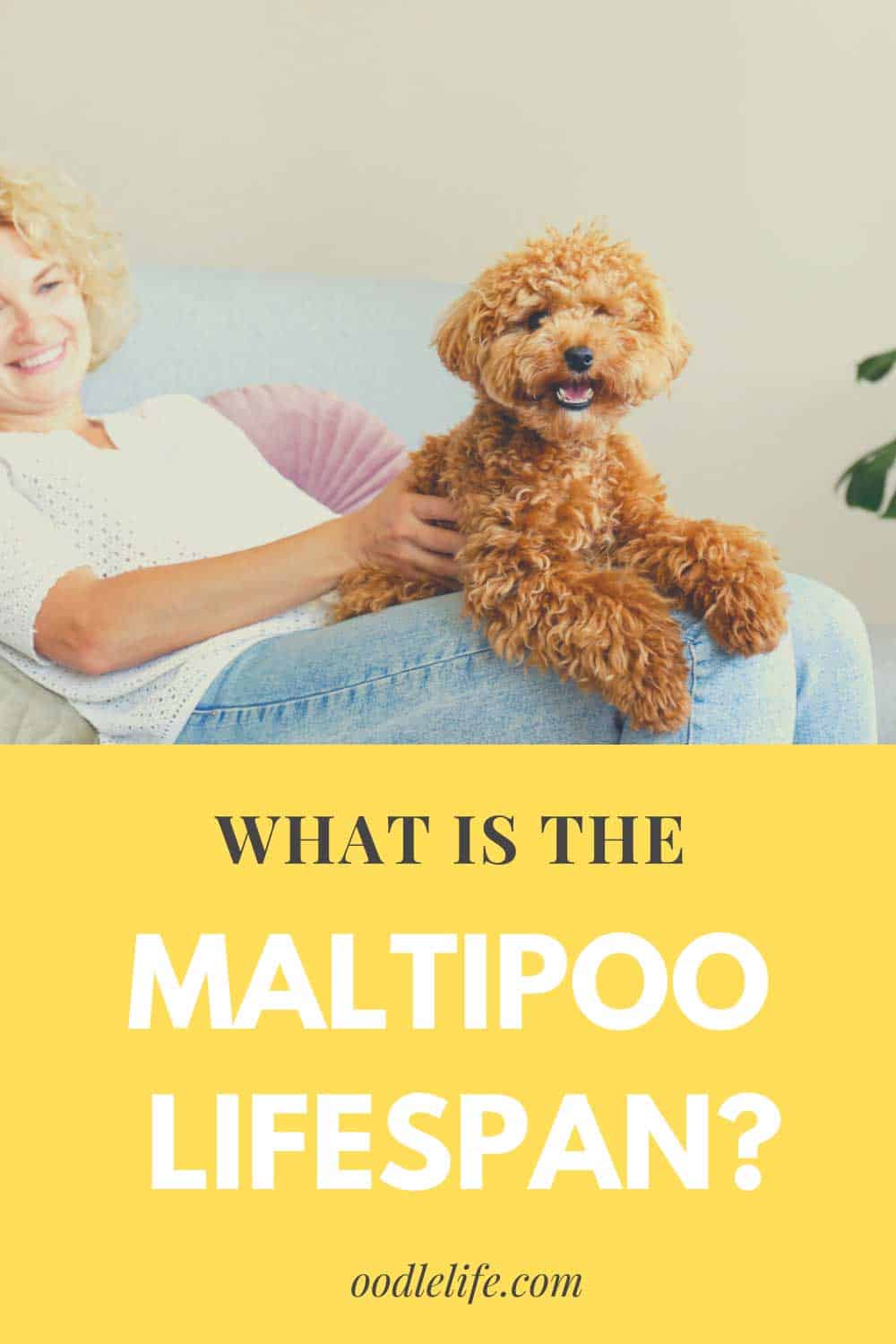 How Long Do Maltipoos Live? (Lifespan Increase) Oodle Life