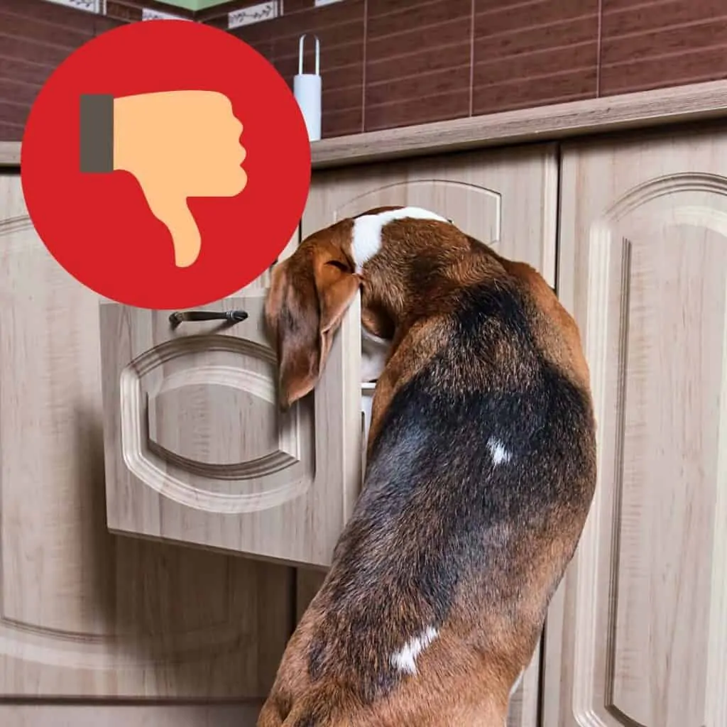 How To Stop Dog Eating Everything On Walks OodleLife®