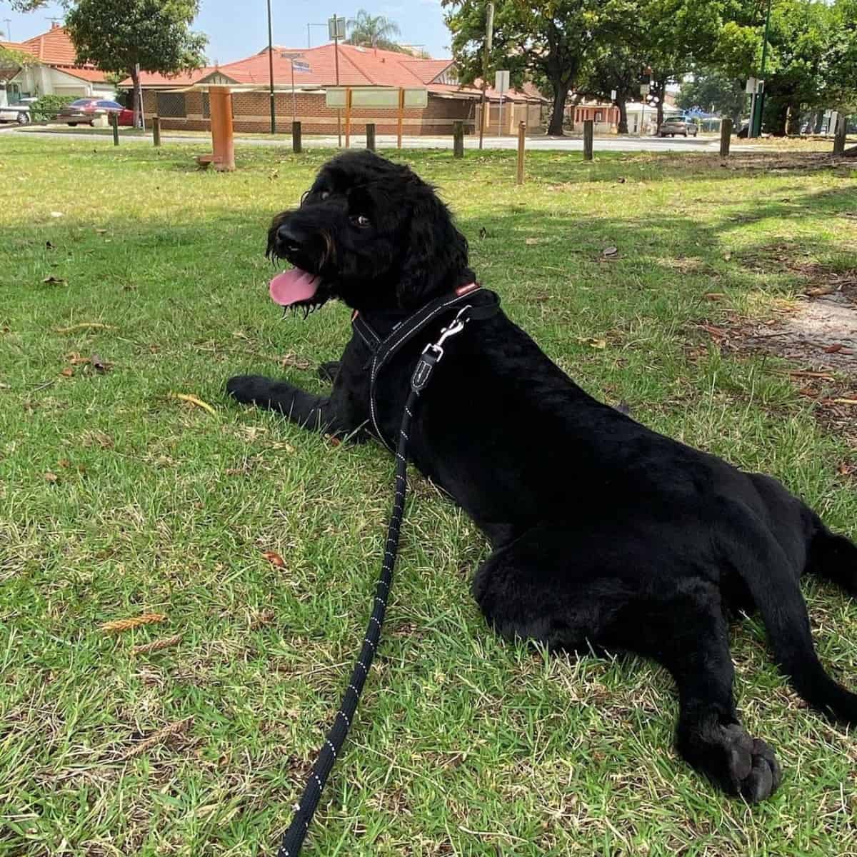 Labradoodle with harness looks back