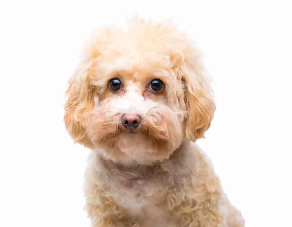 maltipoo white background