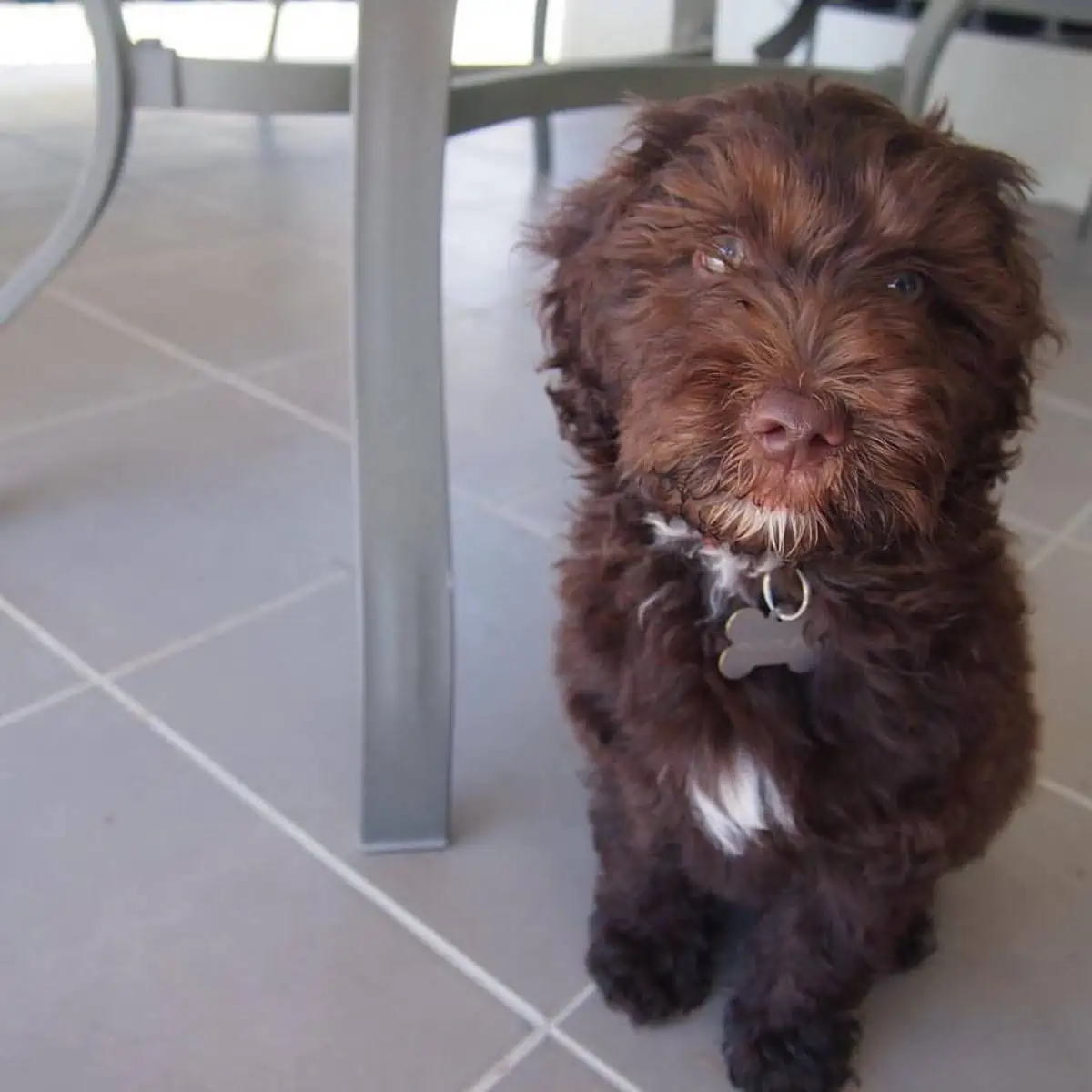 Mini Labradoodle looking bear