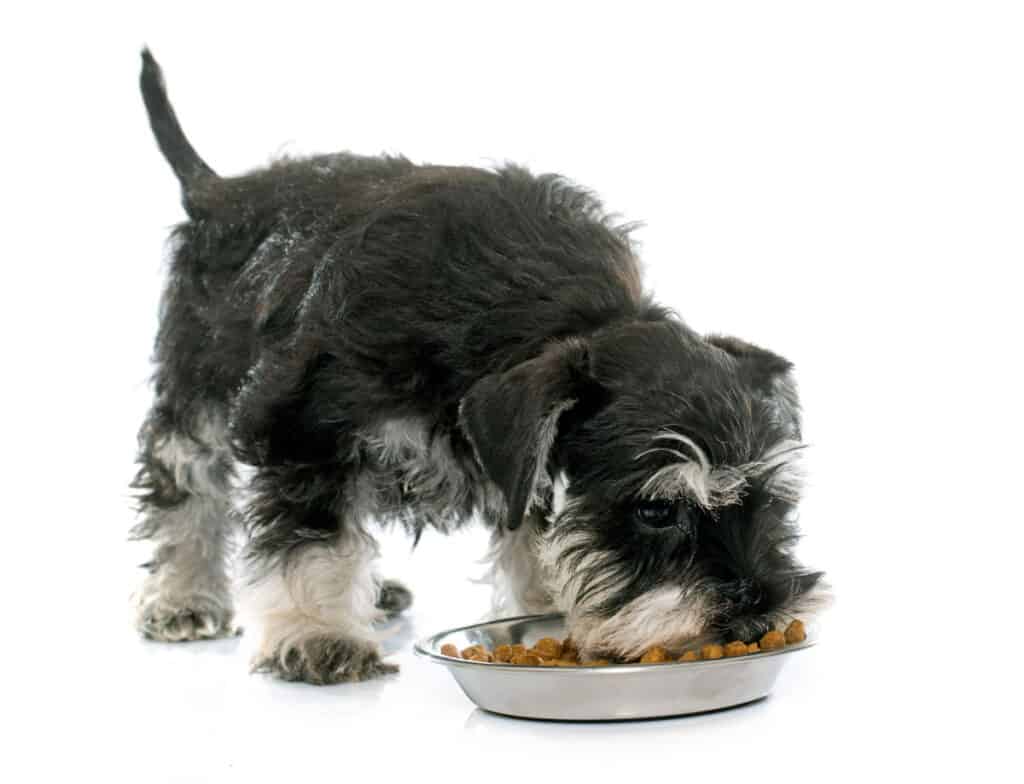 a mini schnauzer eating from a bowl