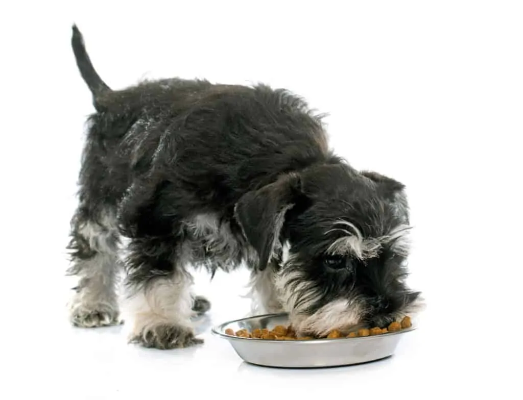 Mini Schnauzer eating puppy