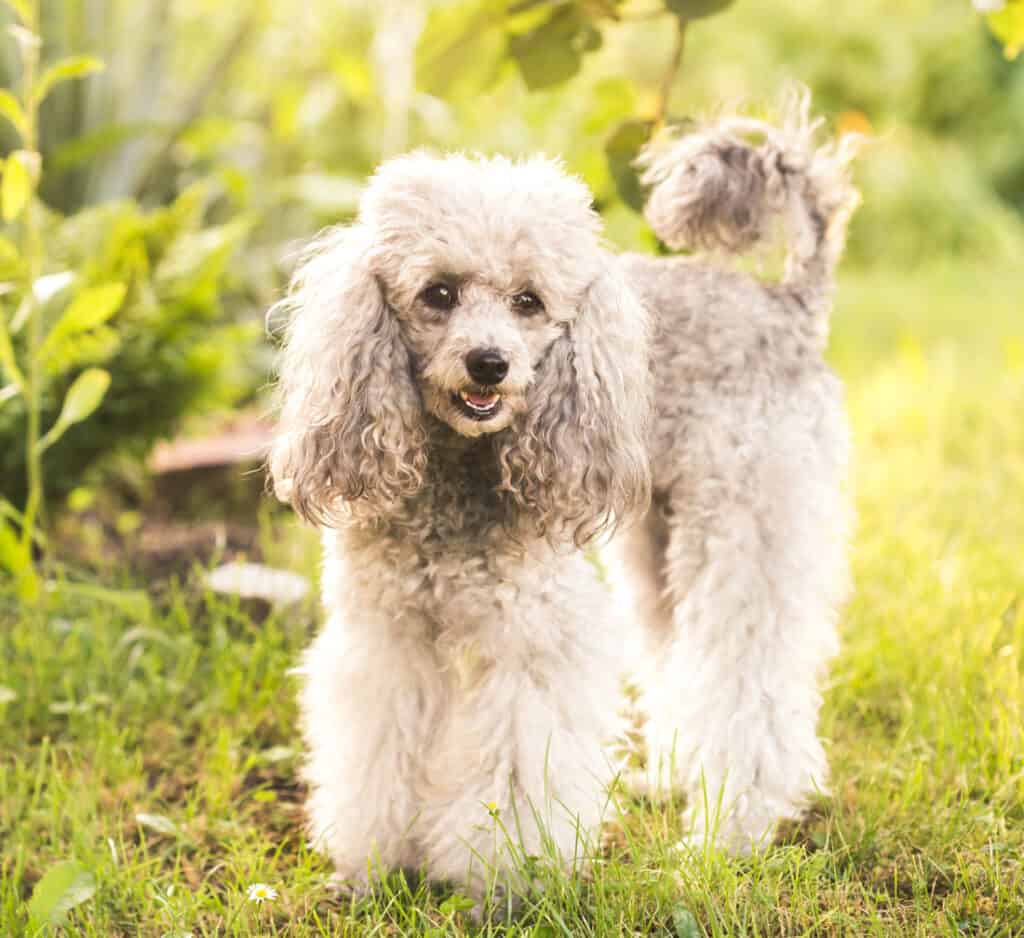 a gray poodle in the grass outside