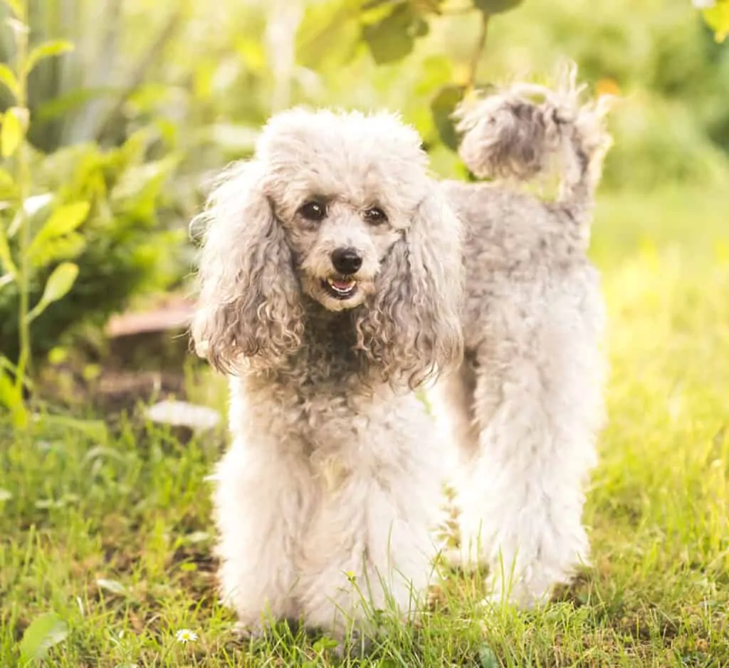 a gray poodle in the grass outside