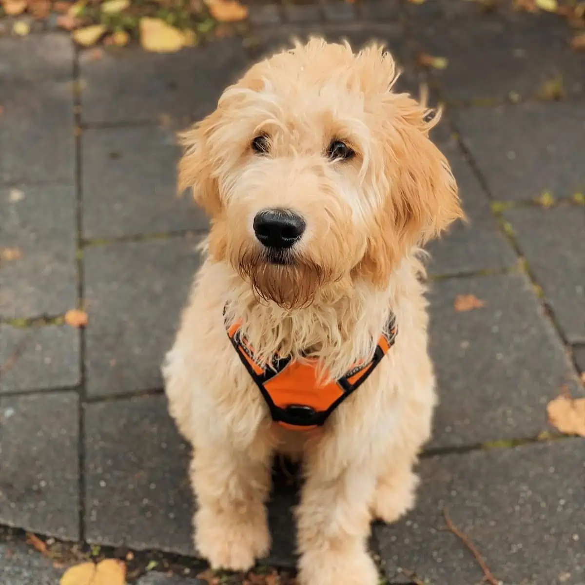 orange harness for Goldendoodle