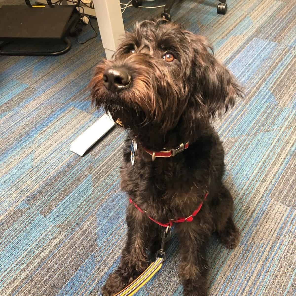 owner brought dog to work