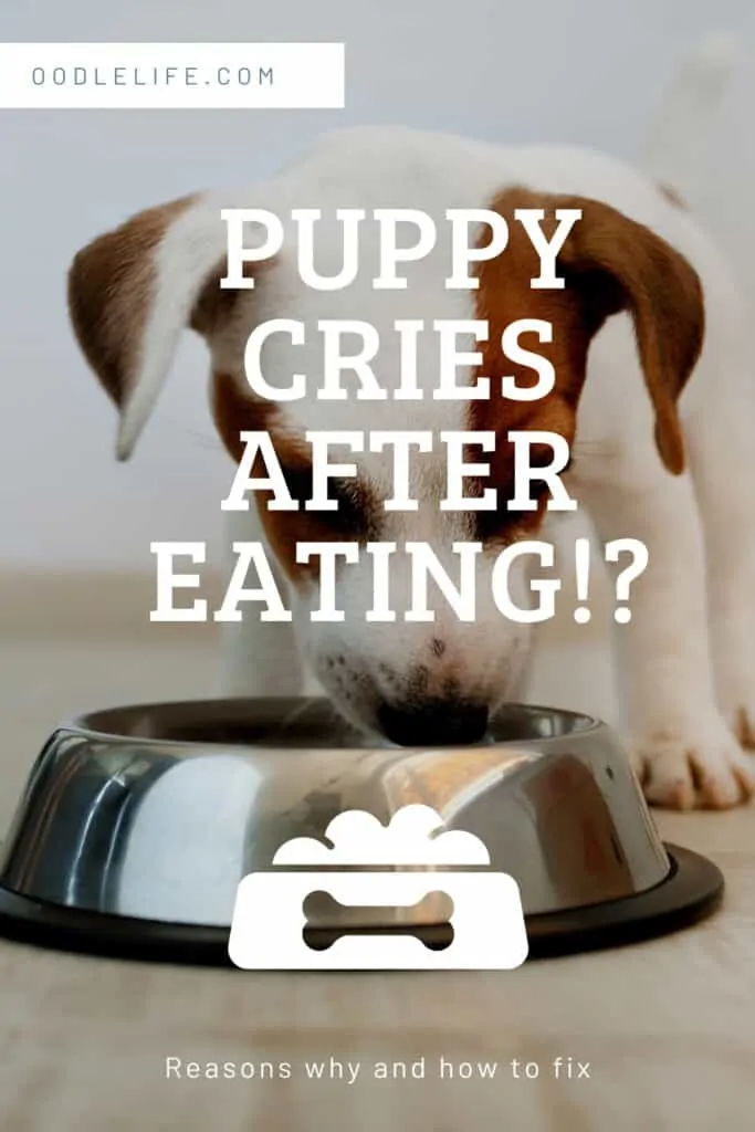 dog crying after eating causes