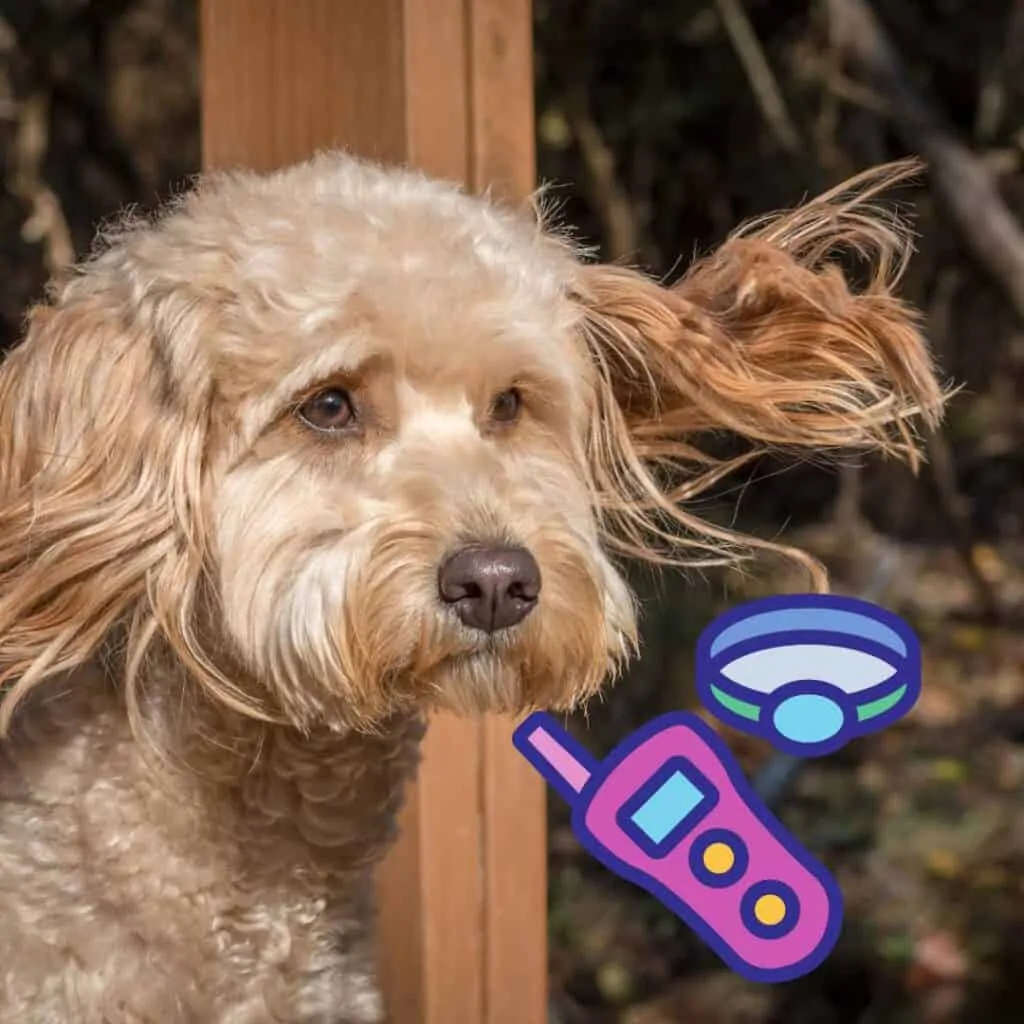 best remote collar for a goldendoodle