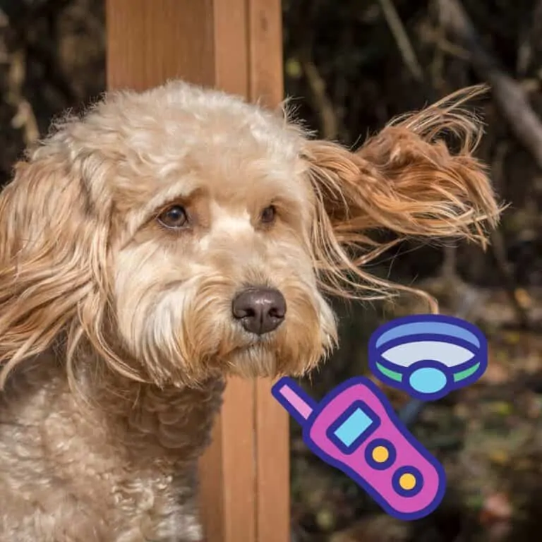 Best Remote Training Collar For Goldendoodles