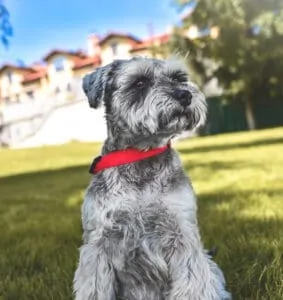 gray schnauzer