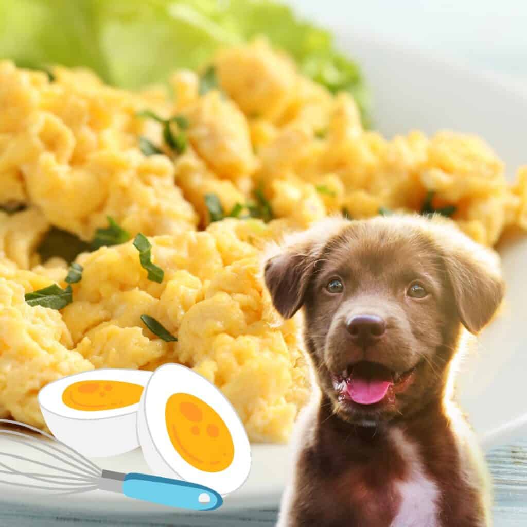 can puppies eat eggs