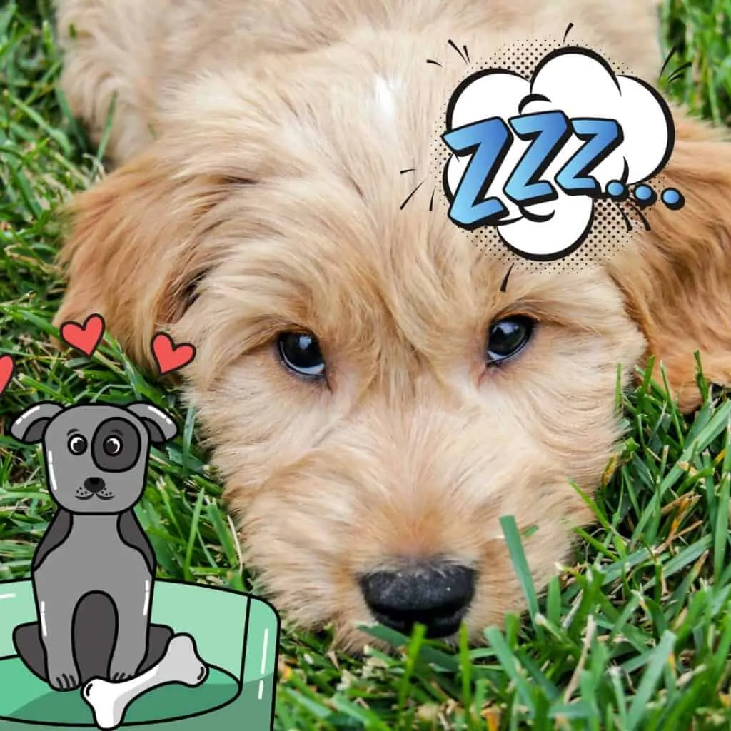 a goldendoodle puppy with its nose in the grass