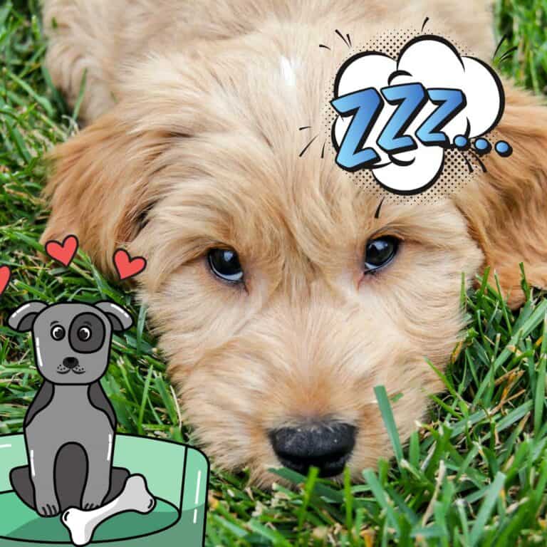 Can Goldendoodles Be Left Alone?