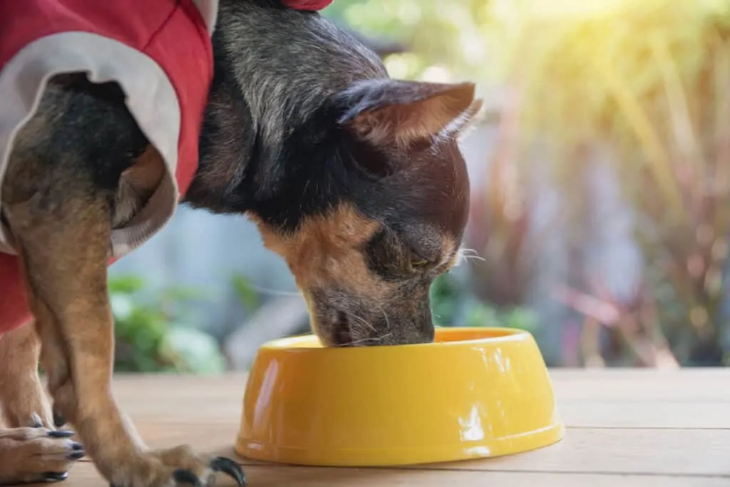 a small dog eating out of a plastic bowl