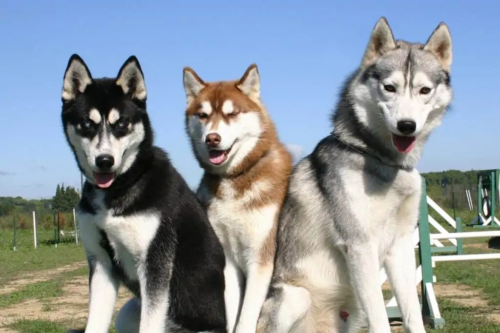 three siberian huskies sitting together