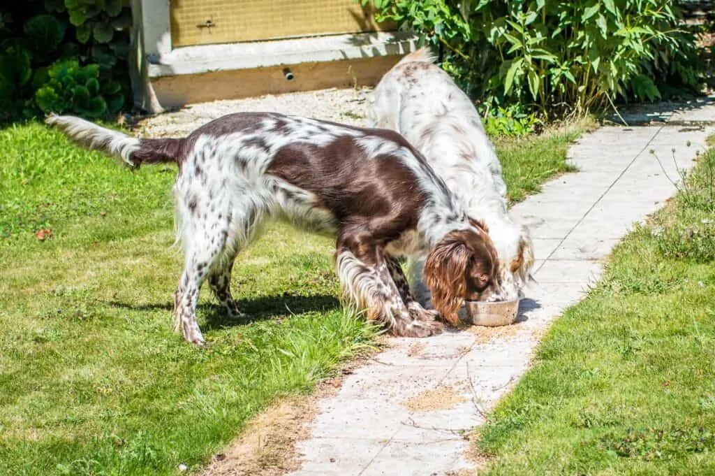 two dogs eating from the same stainless bowl