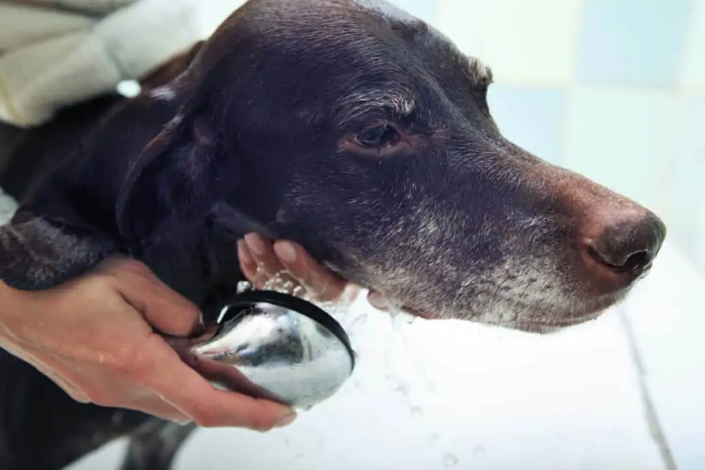 washing a dog close up