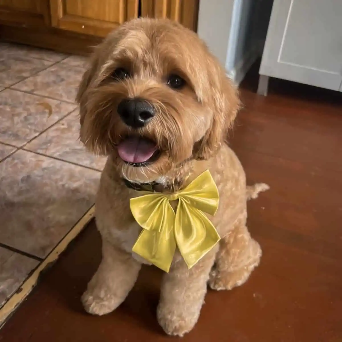 well-groomed Cockapoo puppy