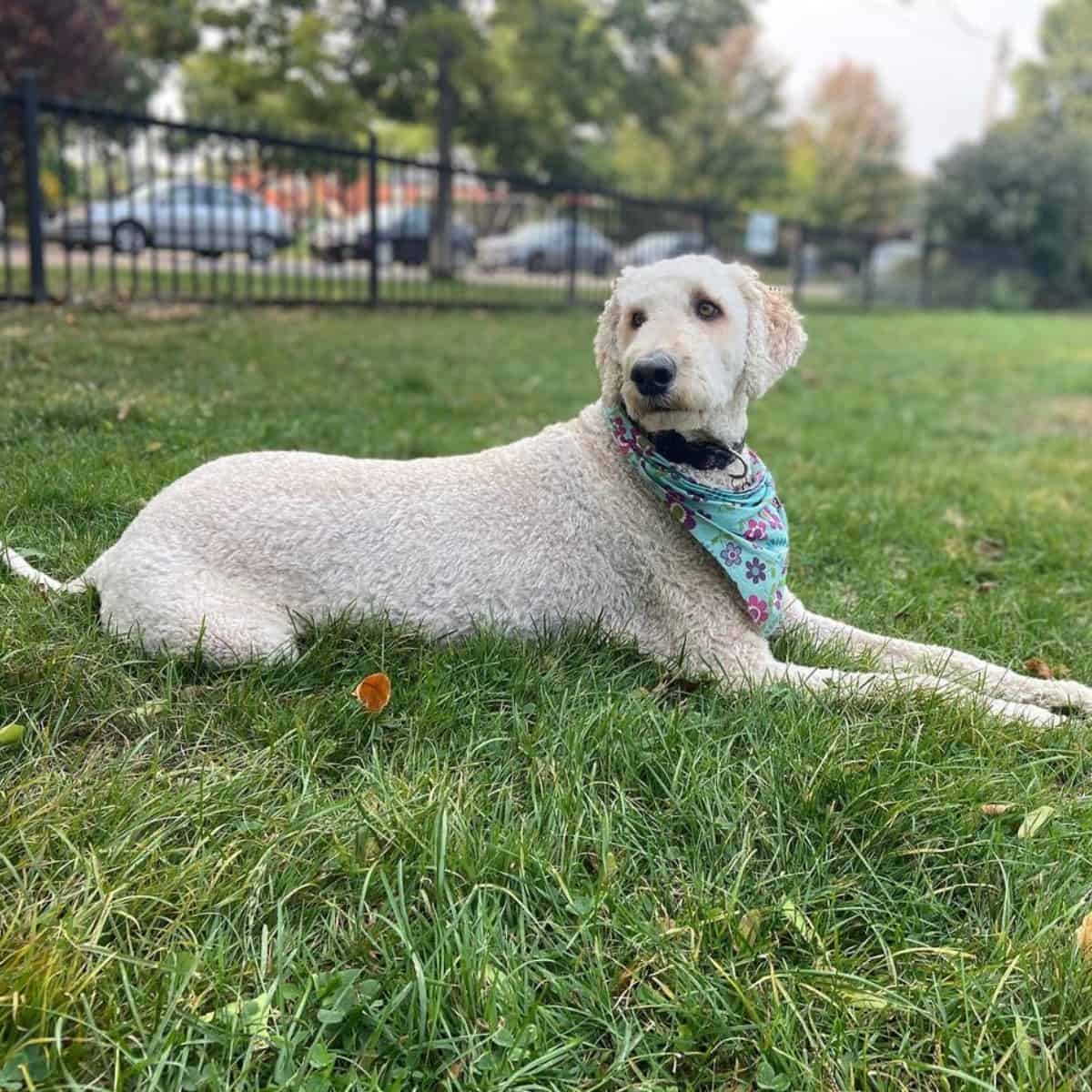 well-groomed Labradoodle