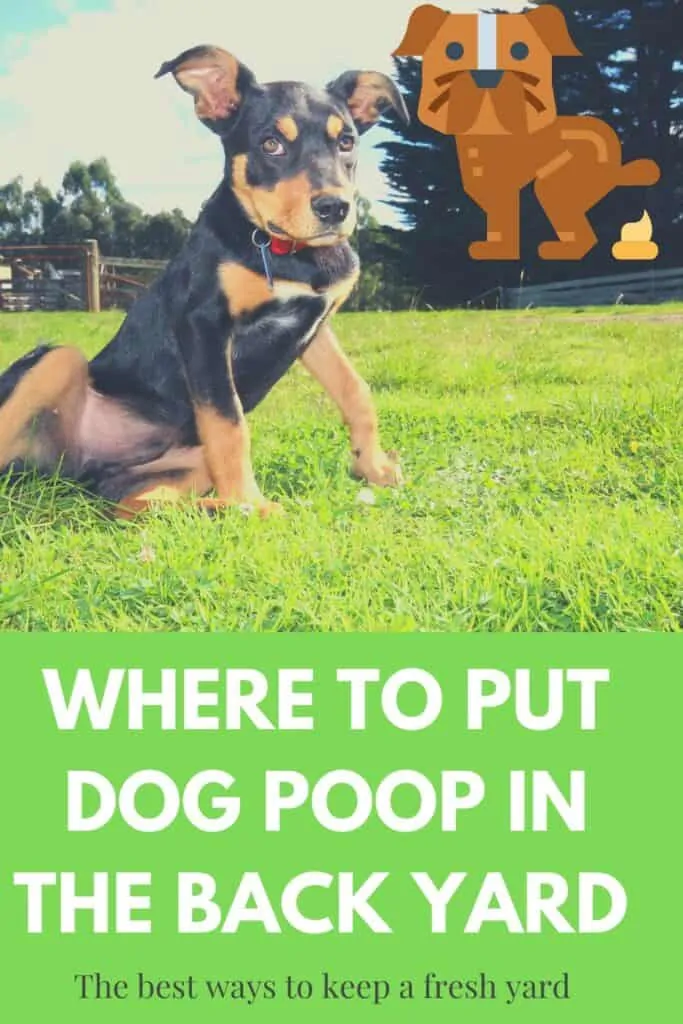 where to put dog poop in the back yard