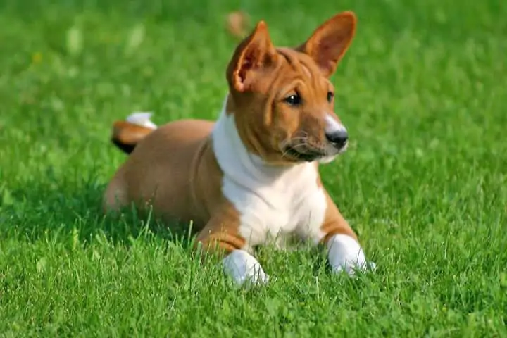 basenji puppy