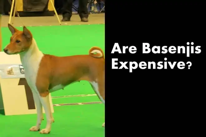 Are Basenjis Expensive (Basenji Price Update 2024)