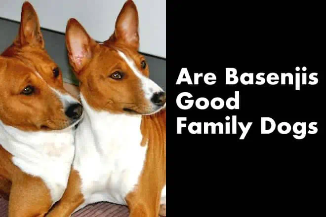 Are Basenjis Good Family Dogs