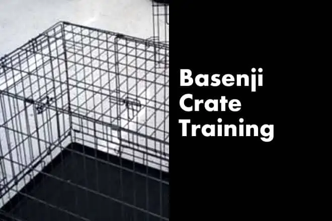 Basenji Crate Training – Can a Basenji be Crate Trained