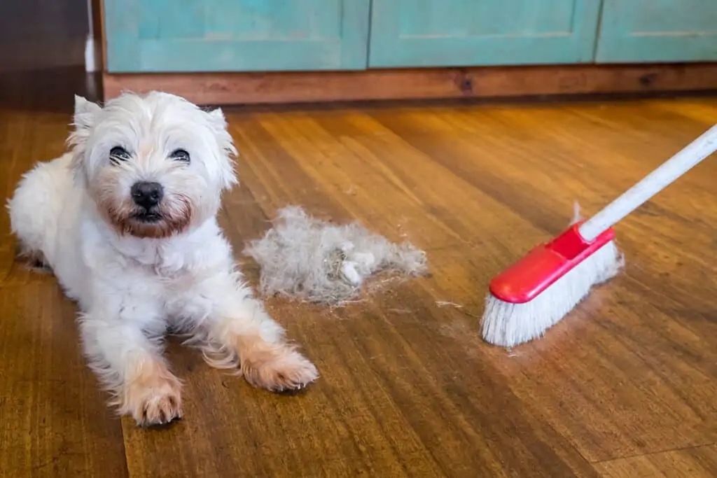 Best Broom for Dog Hair