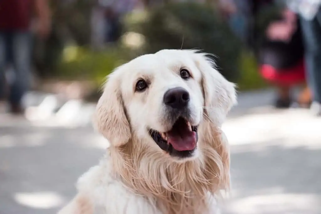 Best Dog Food for Golden Retrievers