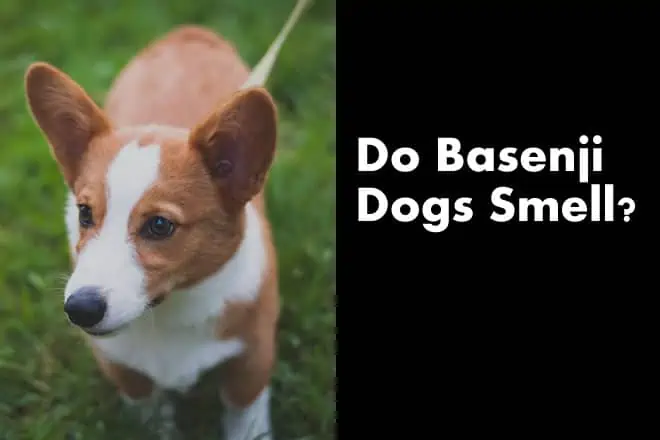 Do Basenji Dogs Smell