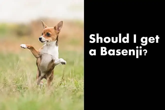 Should I get a Basenji? – What You NEED to Know Before Adopting!