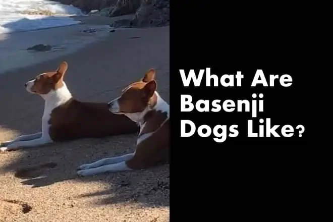 What Are Basenji Dogs Like – What are the Characteristics of a Basenji Dog