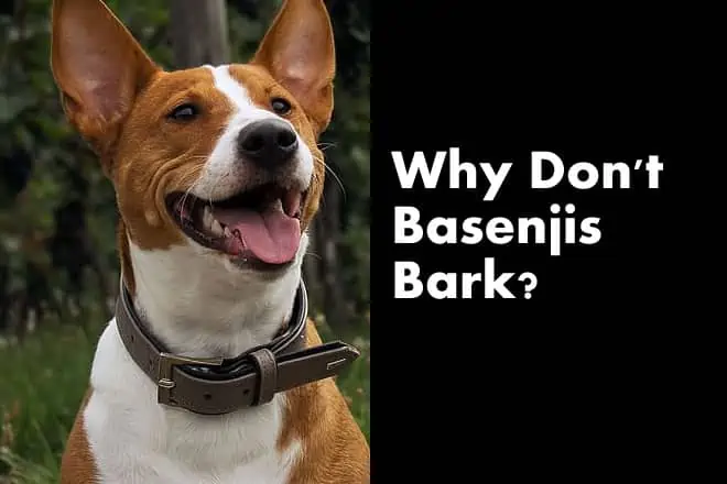 Why Dont Basenjis Bark