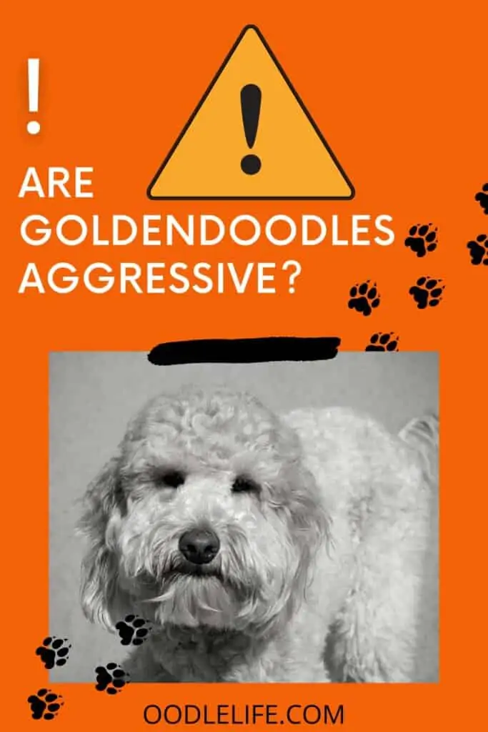 are goldendoodles aggressive