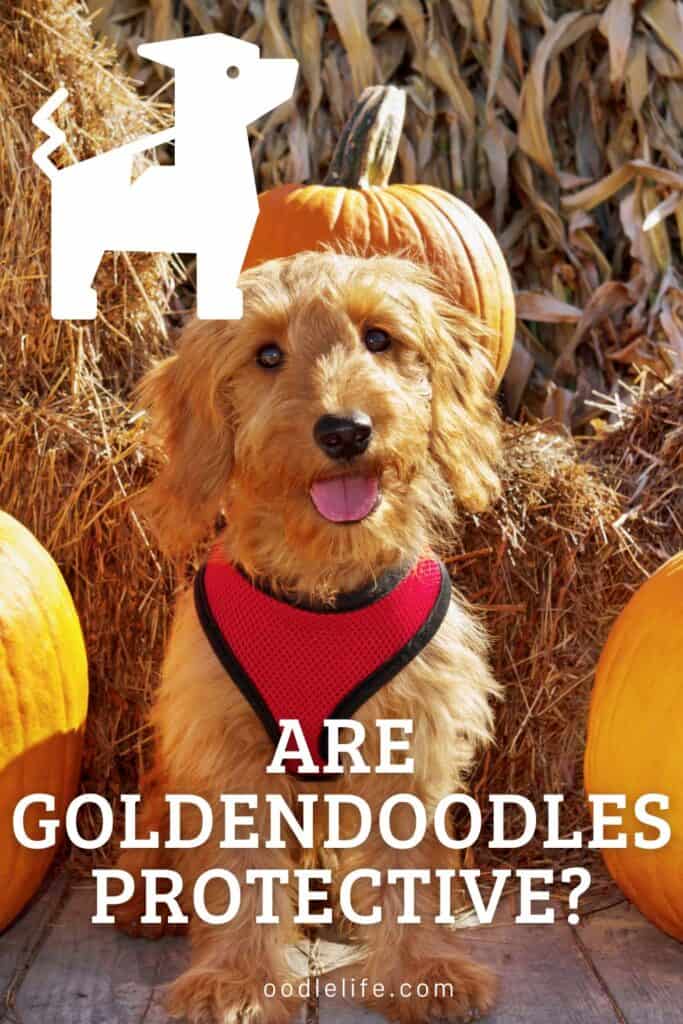 are Goldendoodles protective